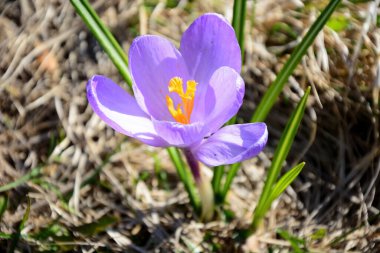 Rusya 'nın ilk ilkbahar çiçeklerinden biri olan yerde timsahlar yetişir.