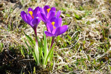 Rusya 'nın ilk ilkbahar çiçeklerinden biri olan yerde timsahlar yetişir.