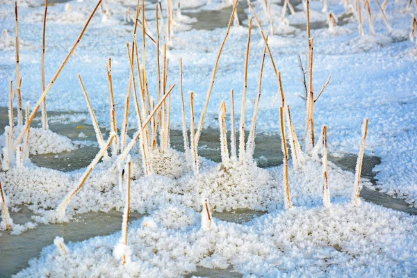 Las Cañas Crecen Través Del Hielo Lago Congelado Temporada Invierno —  Fotos de Stock
