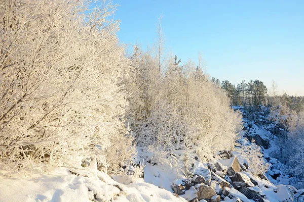 Majestätisk Vinterskog Ryssland Karelen Kallt Och Snöigt Väder — Stockfoto