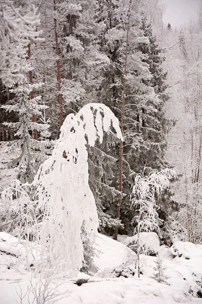 雄大な冬の森 ロシア カレリア 寒さと雪の日 — ストック写真