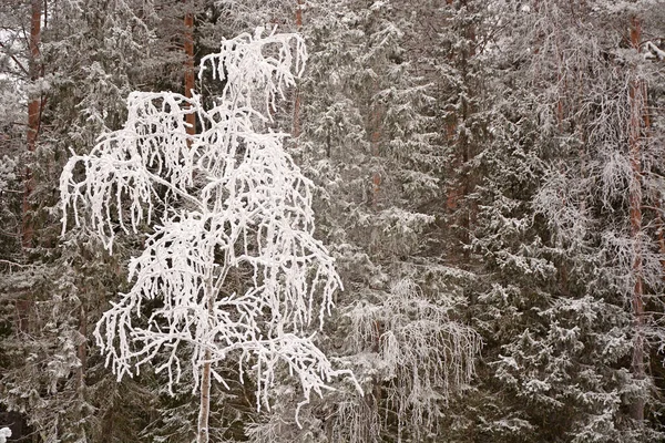 Forêt Hivernale Majestueuse Russie Carélie Temps Froid Neigeux — Photo