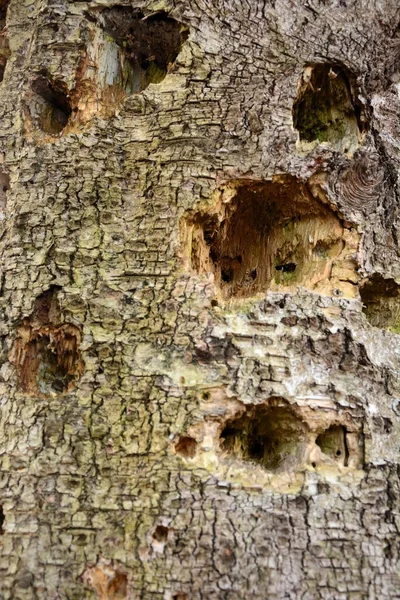 Woodcut Old Oak Tree — Stock Photo, Image