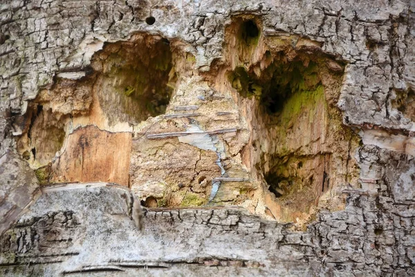 Woodcut Old Oak Tree — Stock Photo, Image