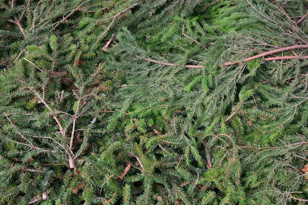 Background Spruce Pine Branches Shooting Close Texture Background — Stock Photo, Image