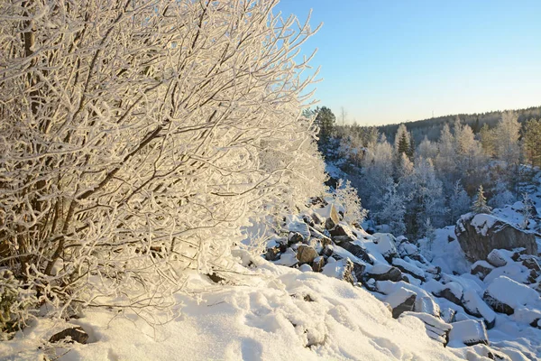 Величний Зимовий Ліс Росія Карелія Холодна Сніжна Погода — стокове фото