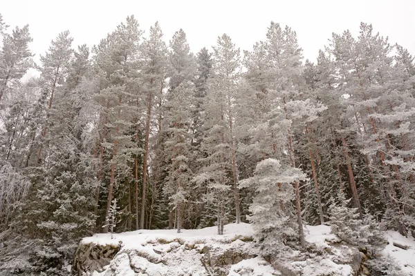 Μαγευτικό Χειμερινό Δάσος Ρωσία Καρέλια Κρύος Και Χιονισμένος Καιρός — Φωτογραφία Αρχείου