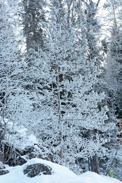 Majestätisk Vinterskog Ryssland Karelen Kallt Och Snöigt Väder — Stockfoto