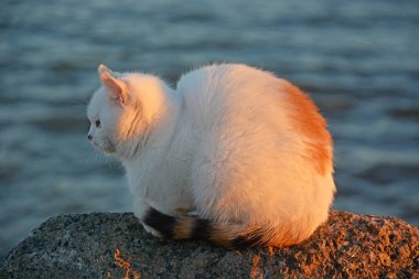 Gün batımında deniz kıyısındaki şişman bir kedinin portresi.)