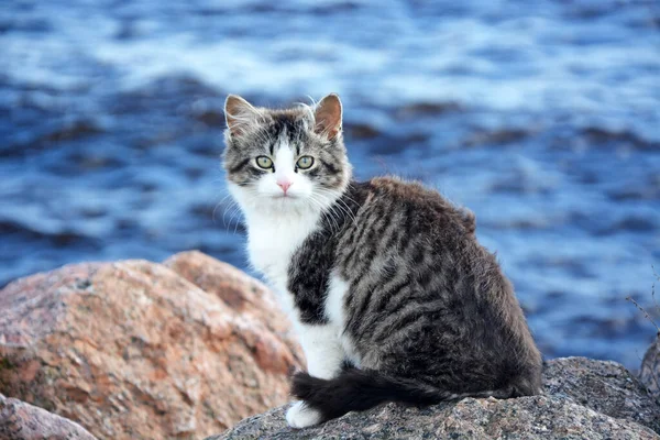 Porträtt Söt Och Söt Inhemsk Kattunge Bakgrunden Havet — Stockfoto