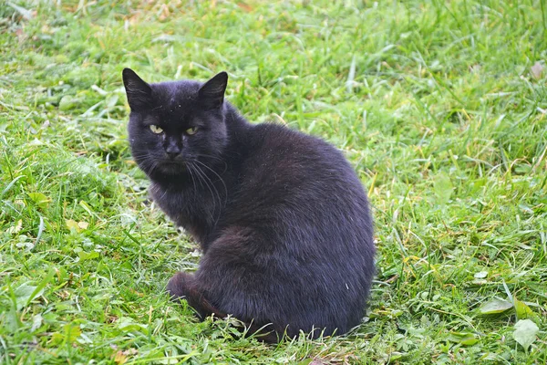 Pandilla Gatos Los Gatos Negros Sientan Grupo Hierba Verde Miran —  Fotos de Stock