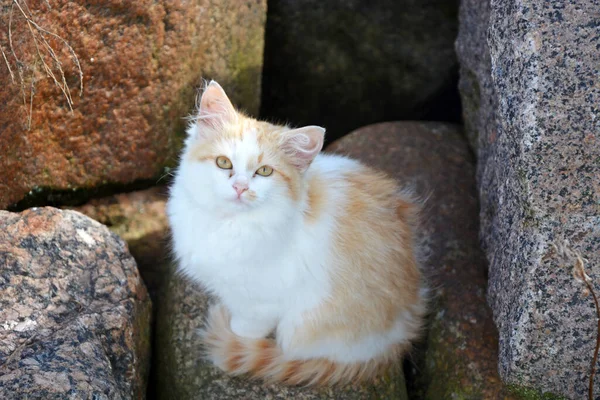 海岸の石の中にかわいい子猫の肖像画 — ストック写真