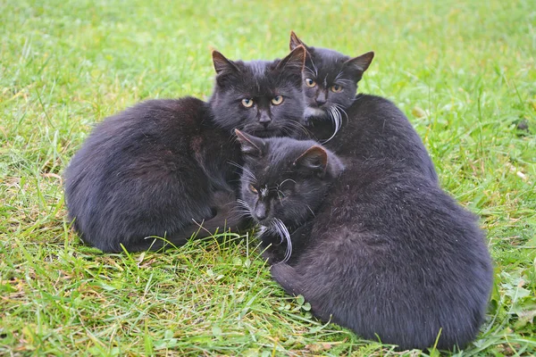猫ギャング 黒猫は緑の芝生の上のグループに座って カメラを見て — ストック写真