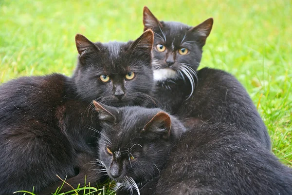 猫ギャング 黒猫は緑の芝生の上のグループに座って カメラを見て — ストック写真