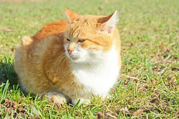 Портрет Рыжего Кота Сидящего Траве Яркий Солнечный День — стоковое фото