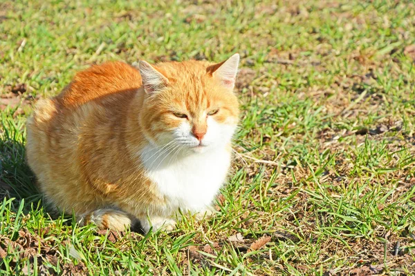 Portrét Zázvorové Kočky Sedící Trávě Jasného Slunečného Dne — Stock fotografie