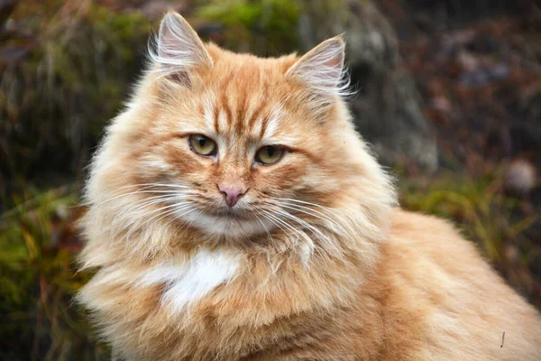 Úžasně Krásná Ušlechtilá Rudá Načechraná Kočka Ulici Portrét — Stock fotografie