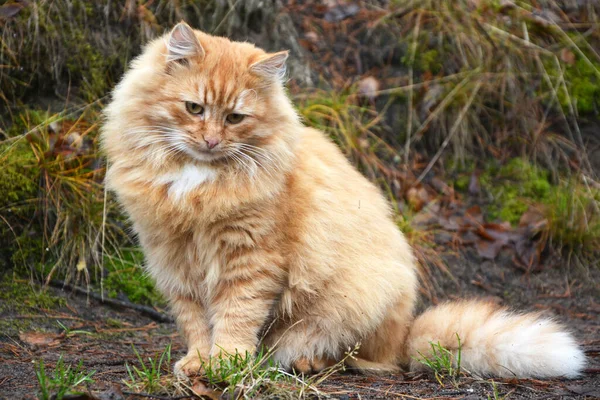 Úžasně Krásná Ušlechtilá Rudá Načechraná Kočka Ulici Portrét — Stock fotografie