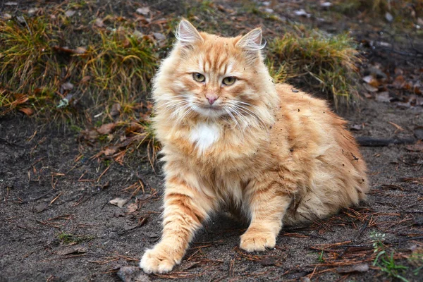 Impresionantemente Hermoso Noble Gato Peludo Rojo Calle Retrato —  Fotos de Stock