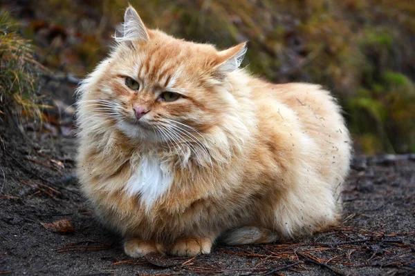 Impresionantemente Hermoso Noble Gato Peludo Rojo Calle Retrato —  Fotos de Stock