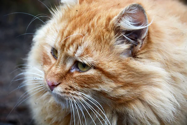 通りには驚くほど美しい 高貴な 赤いふわふわの猫 肖像画 — ストック写真