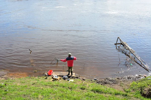 Volkhov Russie Mai 2017 Pêcheur Attrape Poisson Appelé Sopa Daurade — Photo