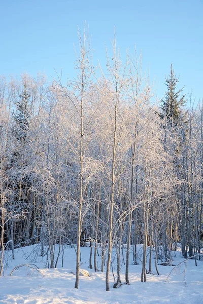 Pădure Maiestuoasă Iarnă Rusia Karelia Vreme Rece Înzăpezită — Fotografie, imagine de stoc