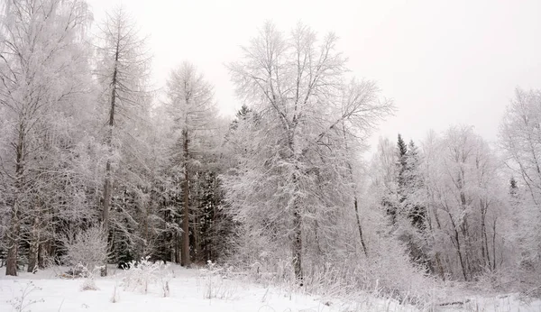 雄大な冬の森 ロシア カレリア 寒さと雪の日 — ストック写真