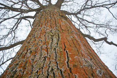 Kışın geniş, genişleyen bir meşe ağacı. Mavi gökyüzünün arka planında karla kaplı bir taç manzarası.