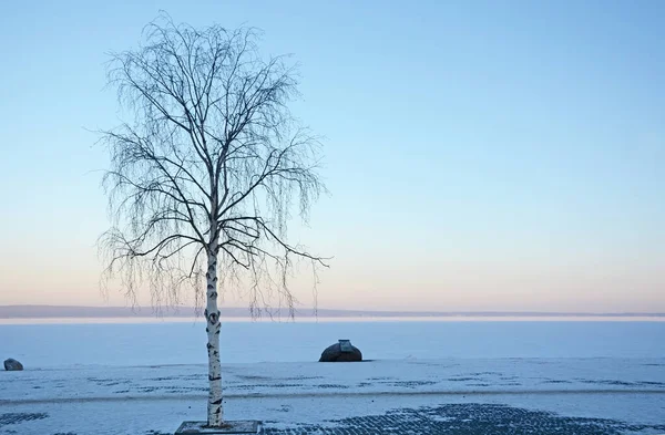 Traurige Kleine Birke Ufer Der Stadt Petrosawodsk Bei Sonnenuntergang — Stockfoto