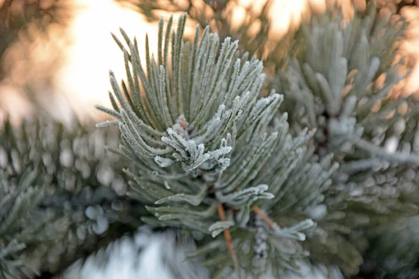 Frost Ile Kaplı Çam Ağacı — Stok fotoğraf