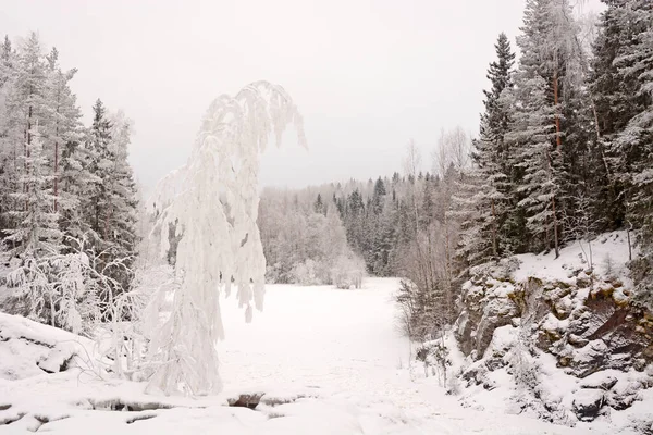 Det Sorgliga Trädet Berget Nära Kivachs Vattenfall Karelen — Stockfoto
