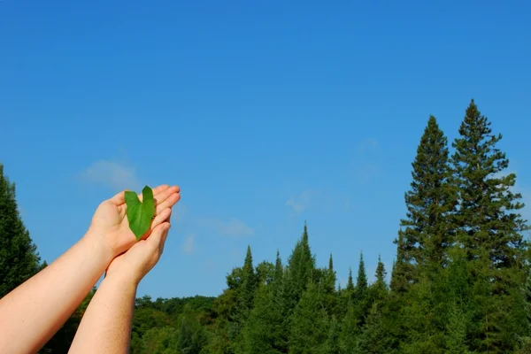 Ormanlarımızı seviyorum