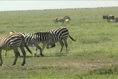 Zebra serengeti mücadele