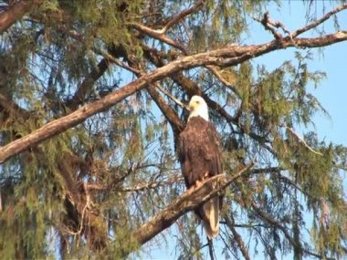 Kel kartal flys ağaç uzak