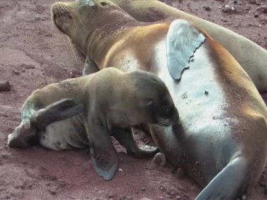 sealion yavru ve anne sahilde, galapagos Adaları