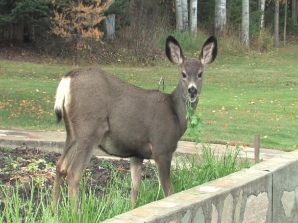 Deer in Garden — Stock Video