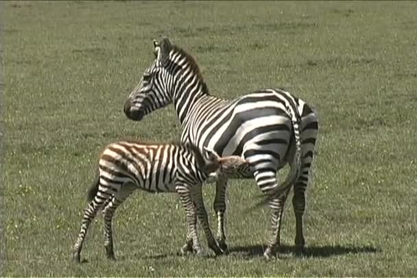 Baby zebra omvårdnad — Stockvideo