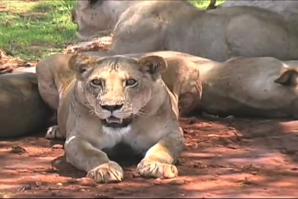 Female lion watching me very carefully — Stock Video