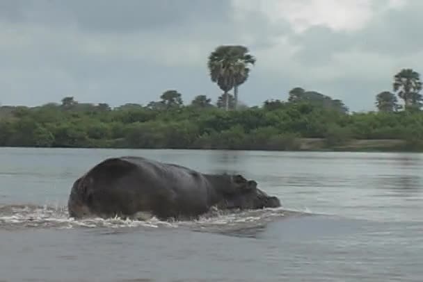 Gli ippopotami scorrono in acqua sul fiume Rufiji — Video Stock