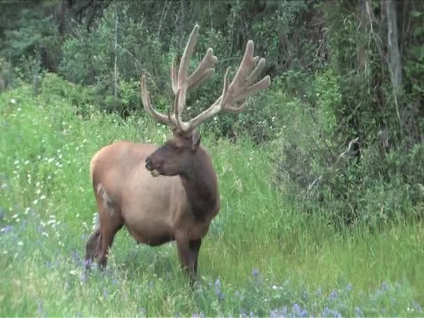 Wapiti avec bois de velours broutant sur les fleurs d'été 