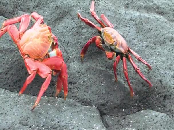 Dos cangrejos Sally Lightfoot frente a las Islas Galápagos — Vídeo de stock