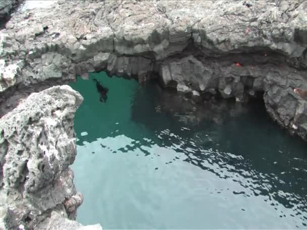 Les phoques traversant la grotte le petit saute sur l'autre . — Video