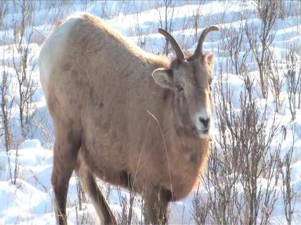 Rocky mt fåren i jasper alberta Kanada — Stockvideo