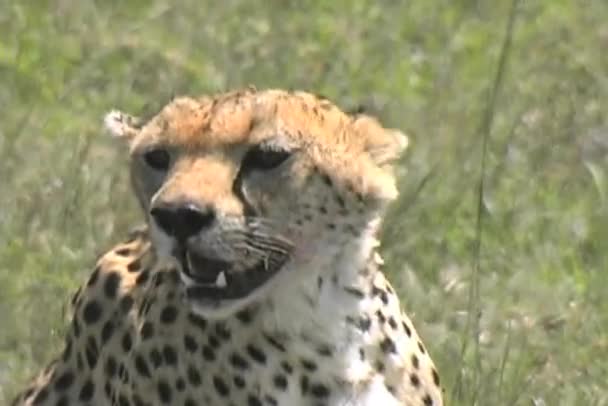 Cheetah Close-up Serengeti — Stock Video