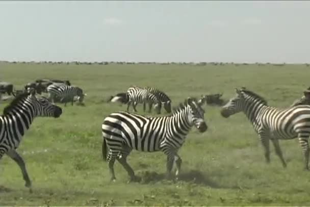 Zebra boje v serengeti