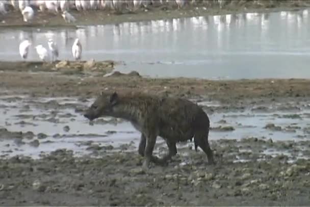 Hyena hunting — Stock Video