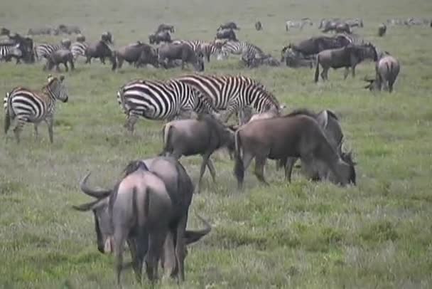 GNU és zebrák legeltetés