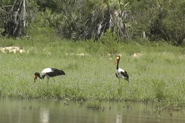 Saddle-billed Stork Feeding — Stock Video