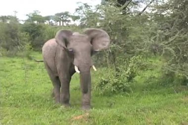 olifant flopping oren